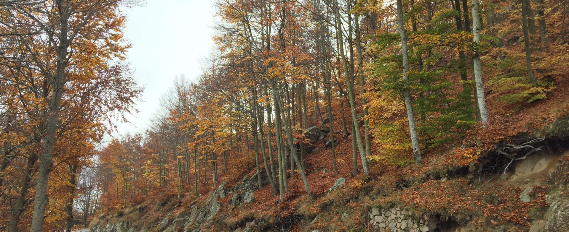 Carles Llopis