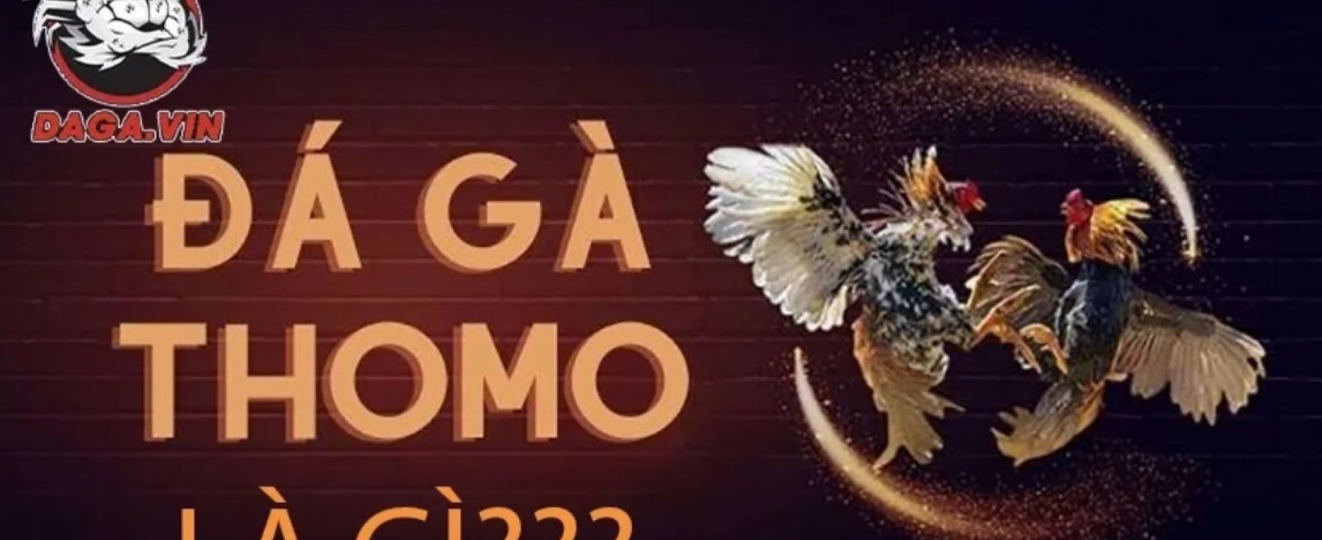 ĐÁ GÀ TRỰC TIẾP CAMPUCHIA GÀ THOMO HÔM NAY
