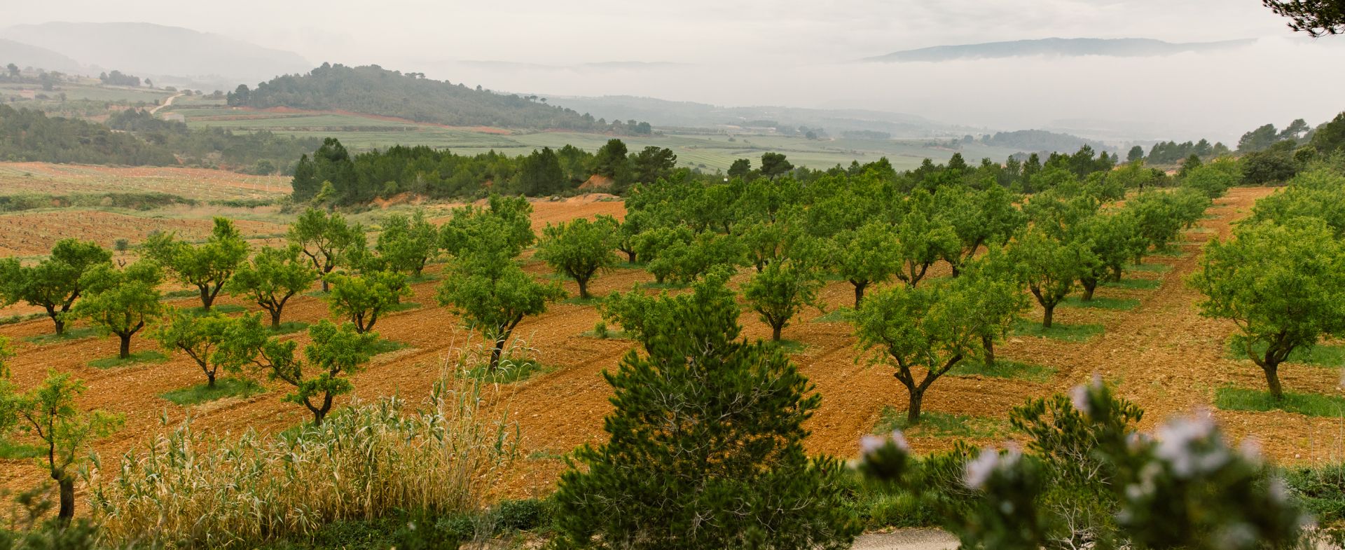 Celler Escoda Sanahuja