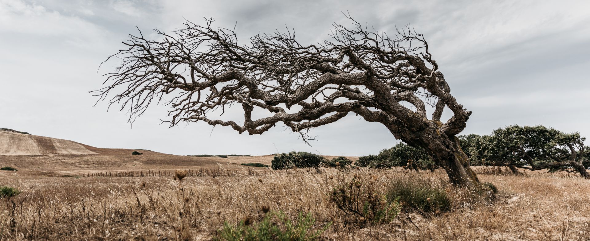 Mistral shaped trees