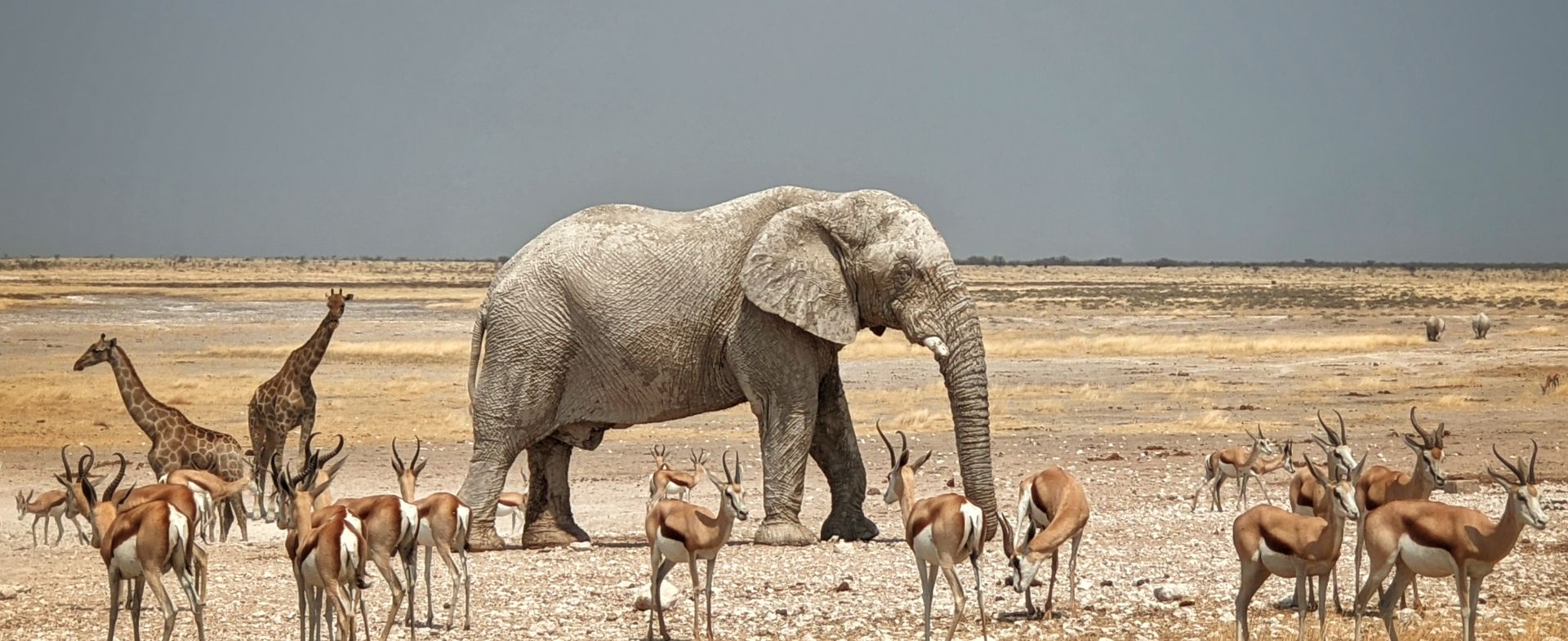 Etosha National Park / Namibia