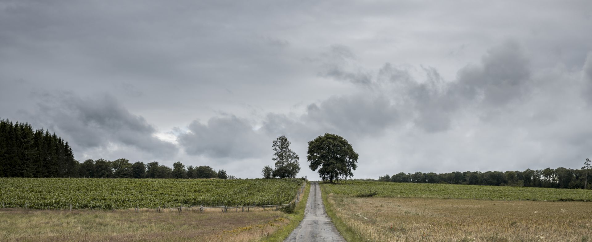 Jéhonville Forest