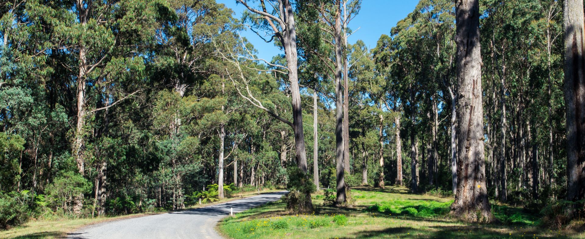 C545 Omeo - Colac Colac