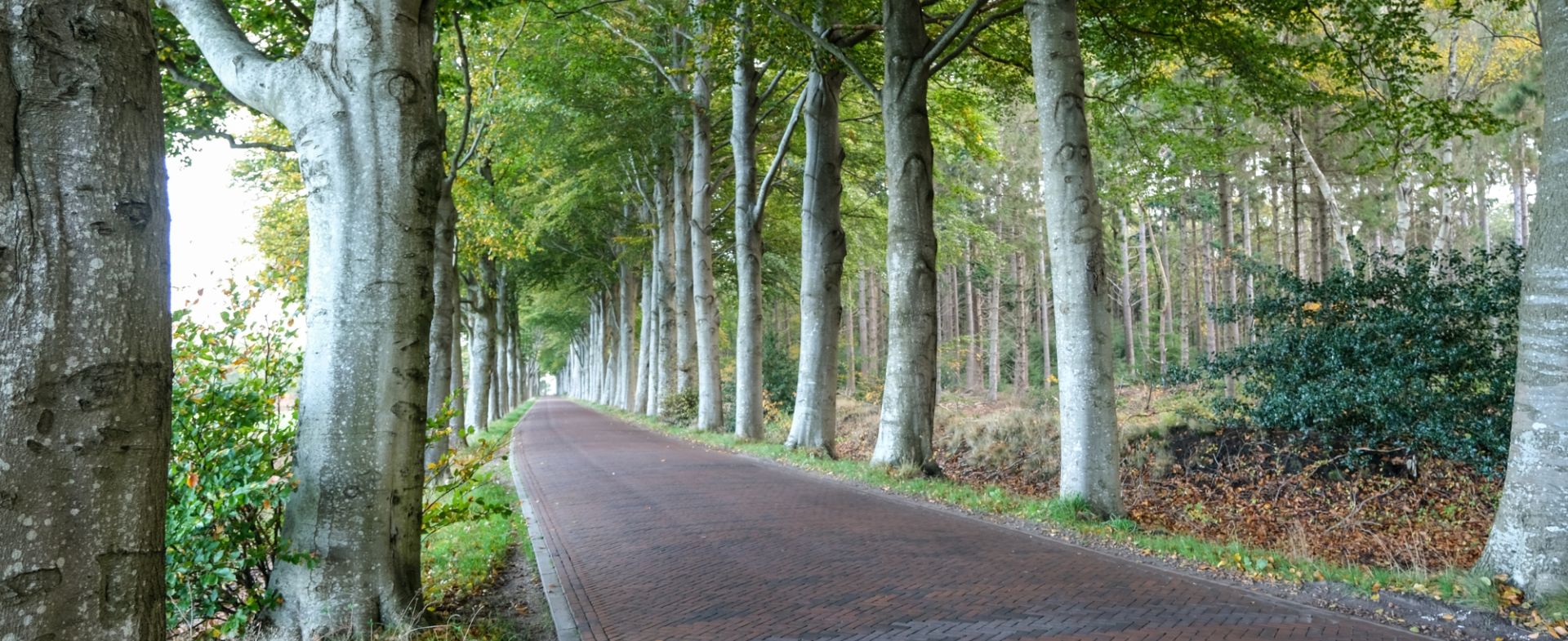Stroovledder