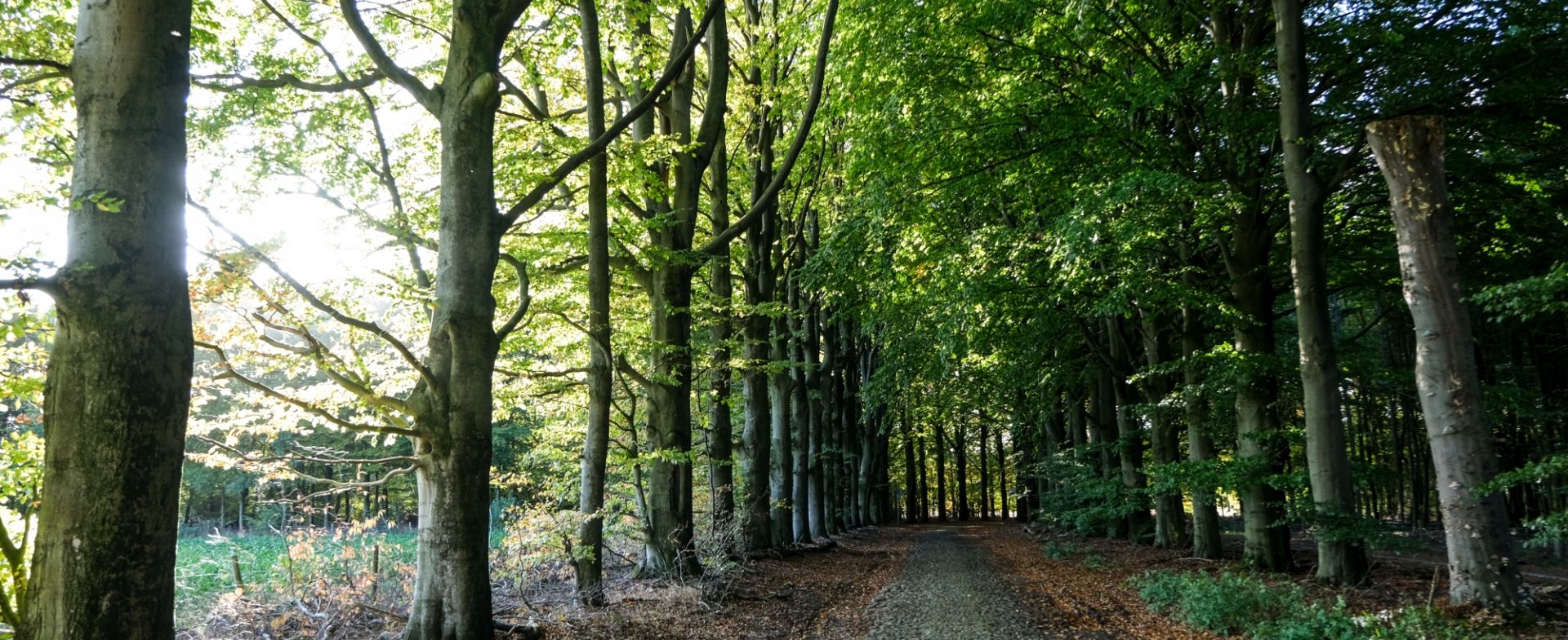 Steenhopenweg