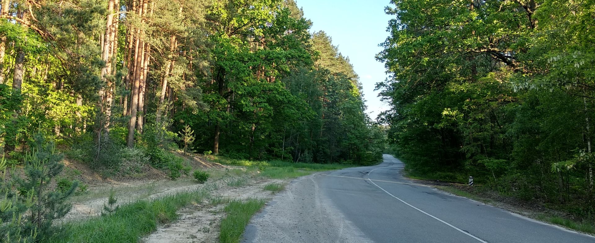 Katyuzhanka Forest