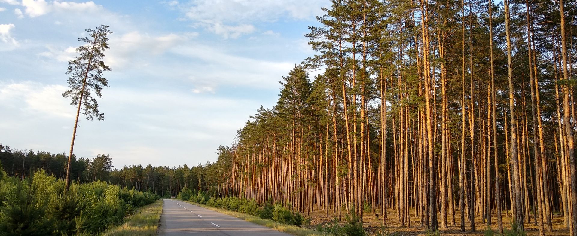 Road through Dnipro-Teteriv Forest