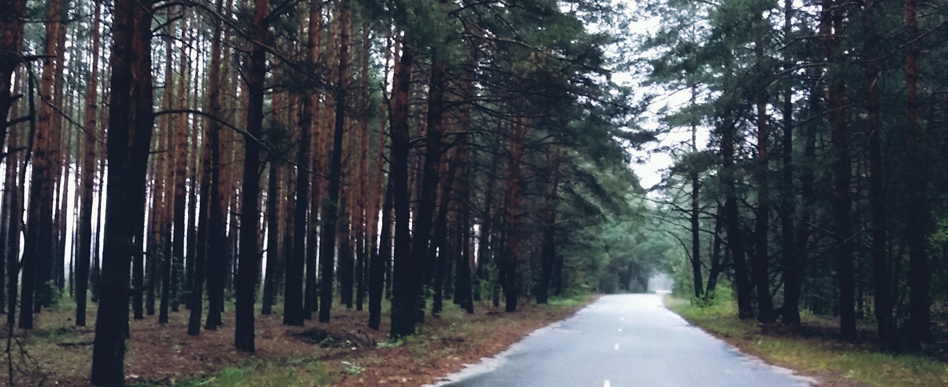 Road through the Zdvijevka Forest