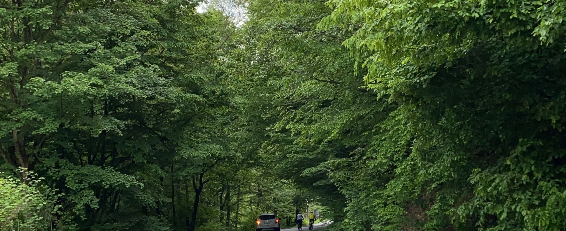 Padurea Neagra - nice ride through the forrest in Bihor, Romania