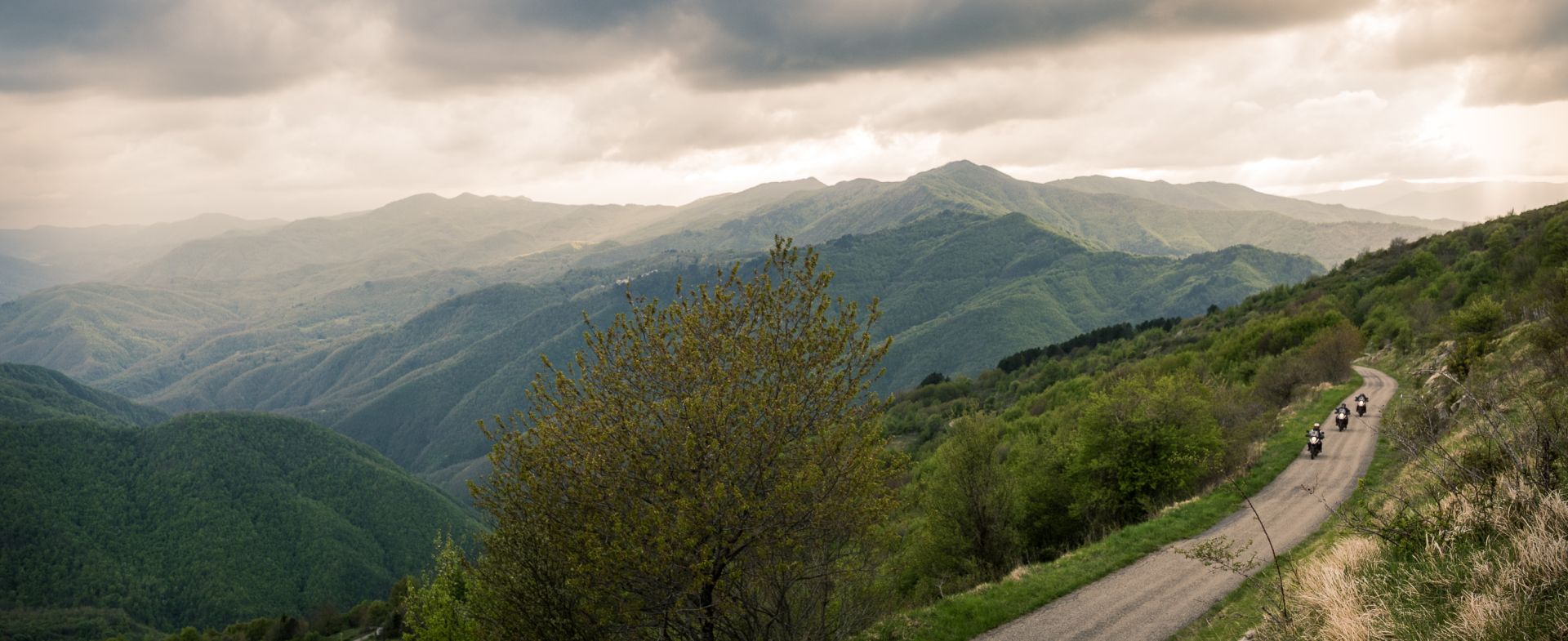 No Name, Boschi - Selva