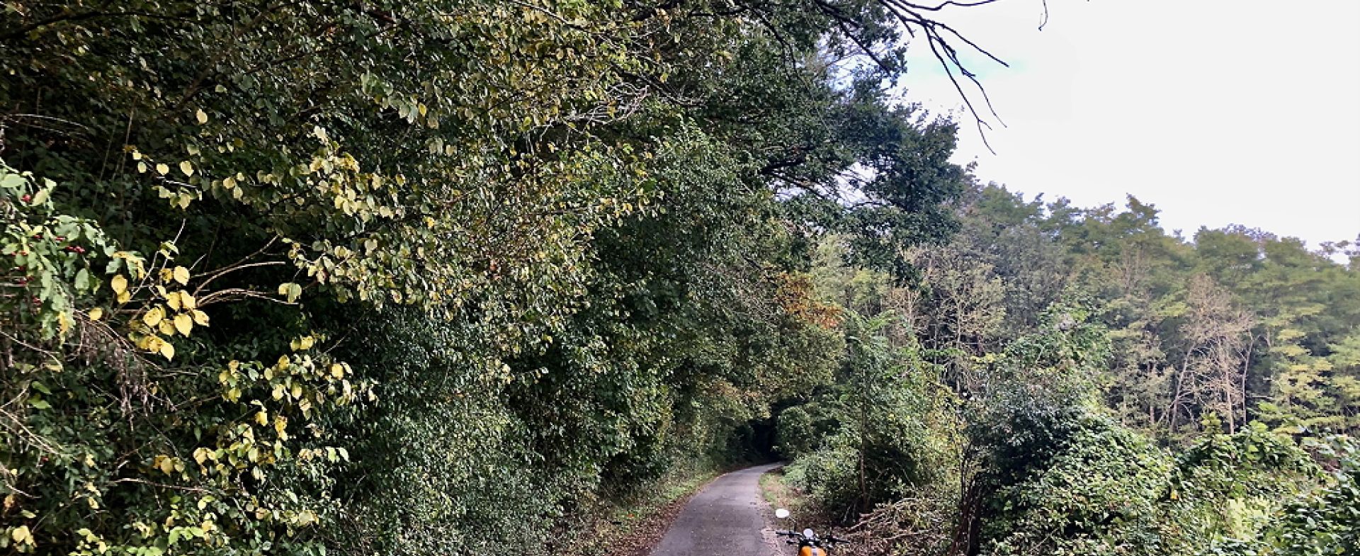 Petites routes forestières en forêts de Retz