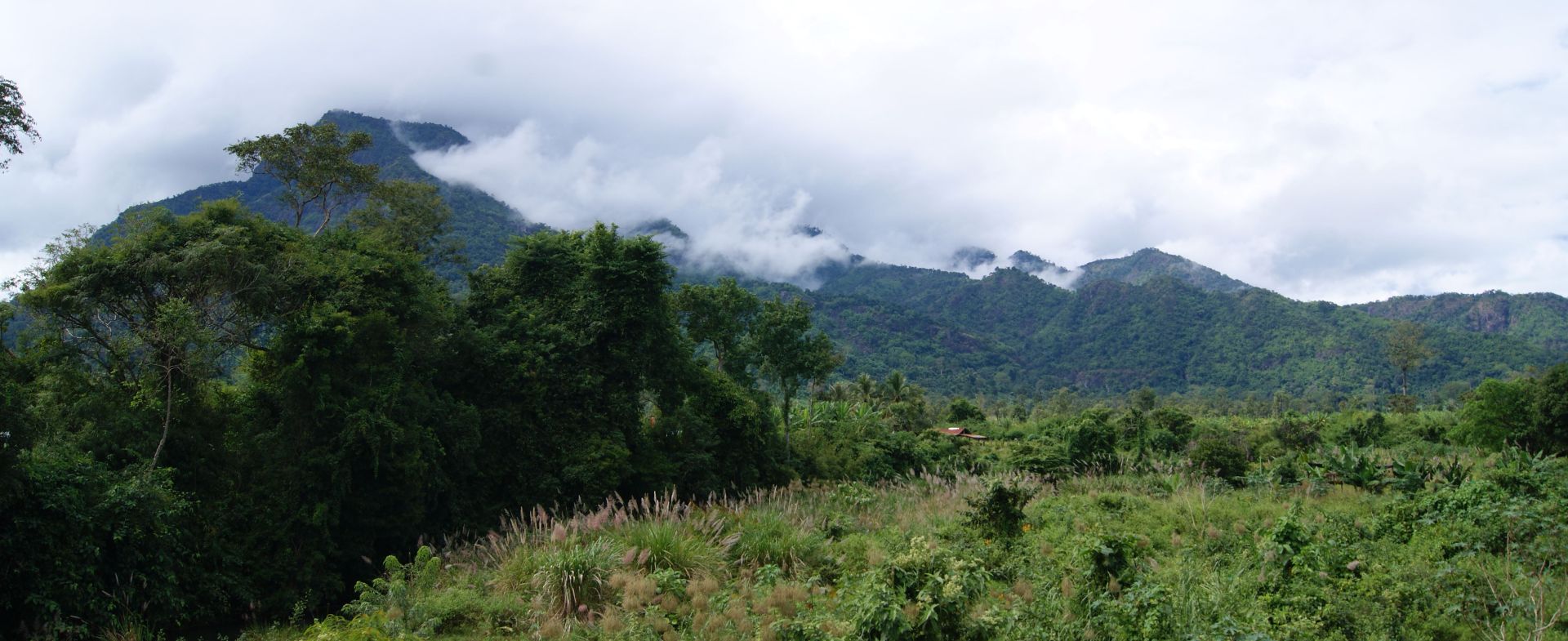 Cardamom (North)