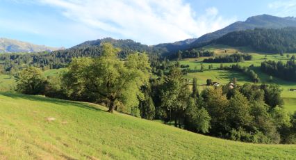 11 - Zweisimmen 