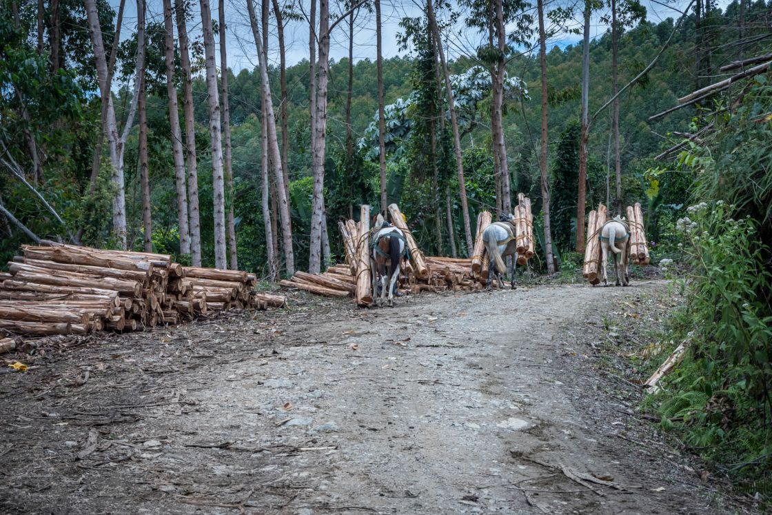 Colombia’s Paradise of Coffee and Dirt
