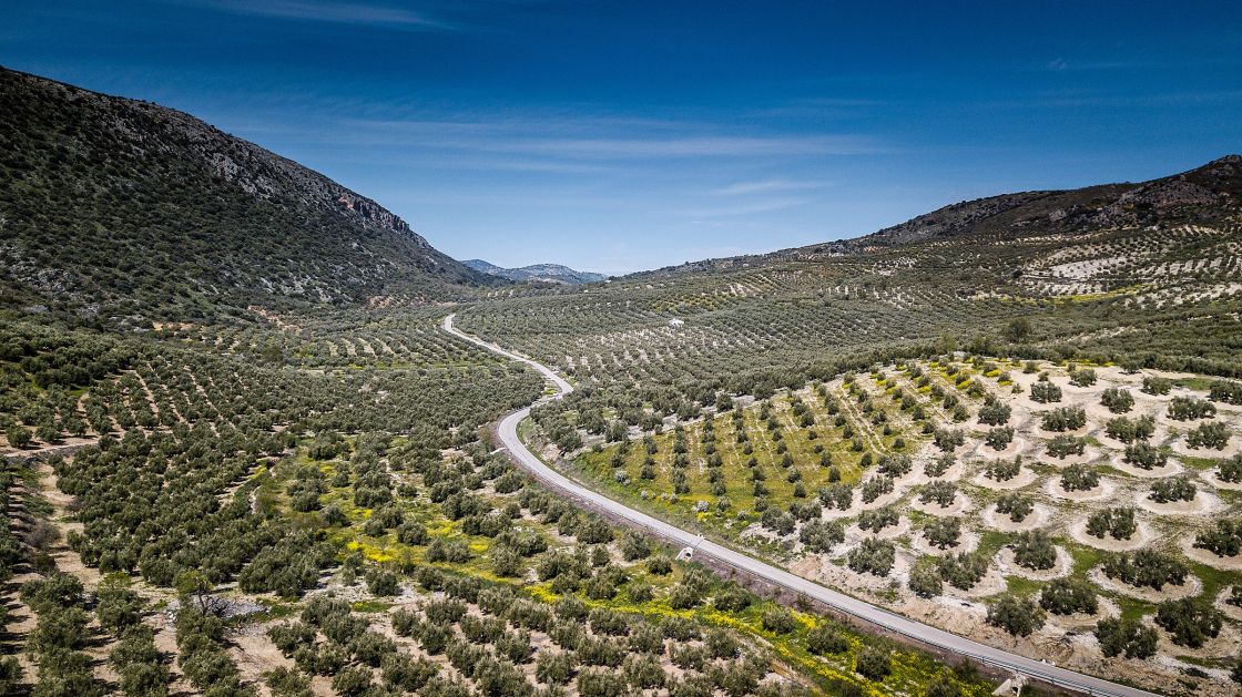Olive trees as far as you can see.....
