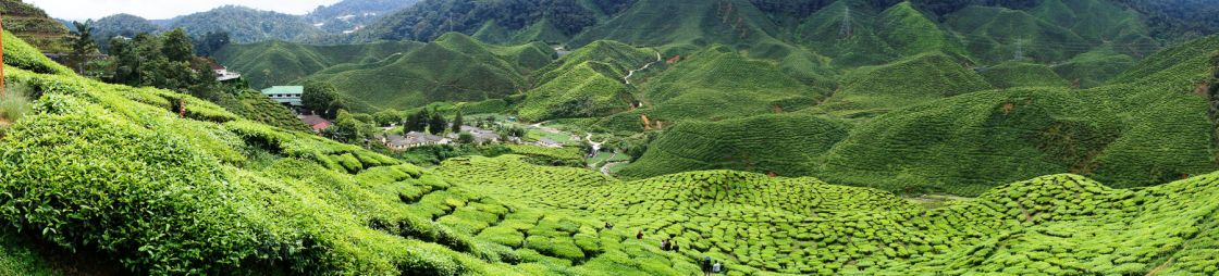 Cameron Highland tea plantation, Malaysia.