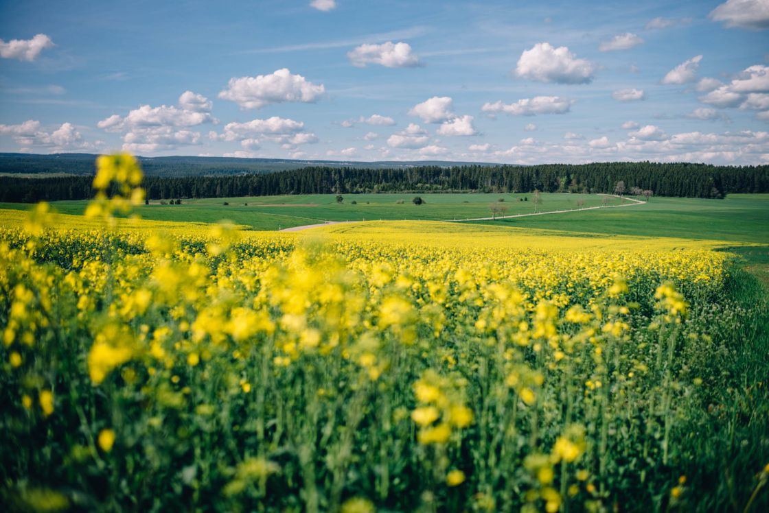 Beautiful colors while heading to Schwarzwald