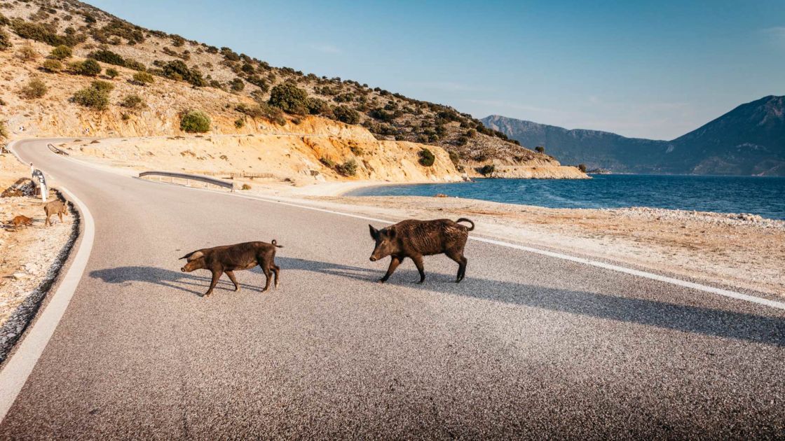 Look out for a family of wandering pigs on your ride