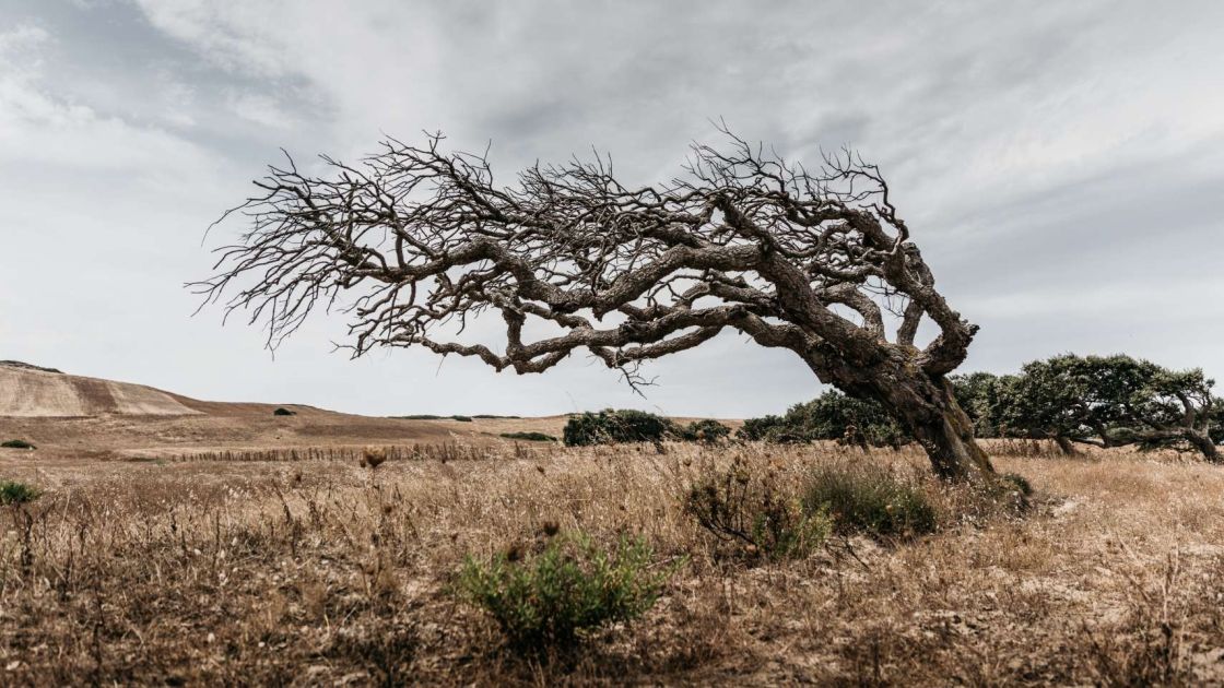 Mistral shaped trees like this one are found all over Sardinia, just like the remnants of a long-gone civilisation