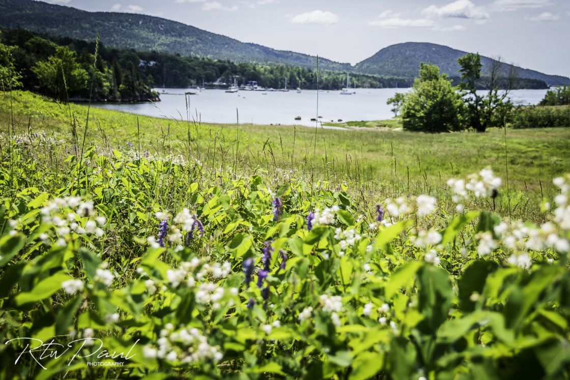 Mount Desert Island wildflowers