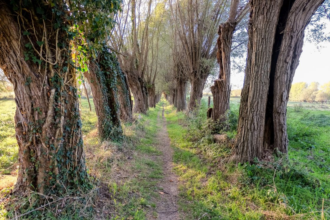 A lane of willow trees leads you to the village of Tollembeek