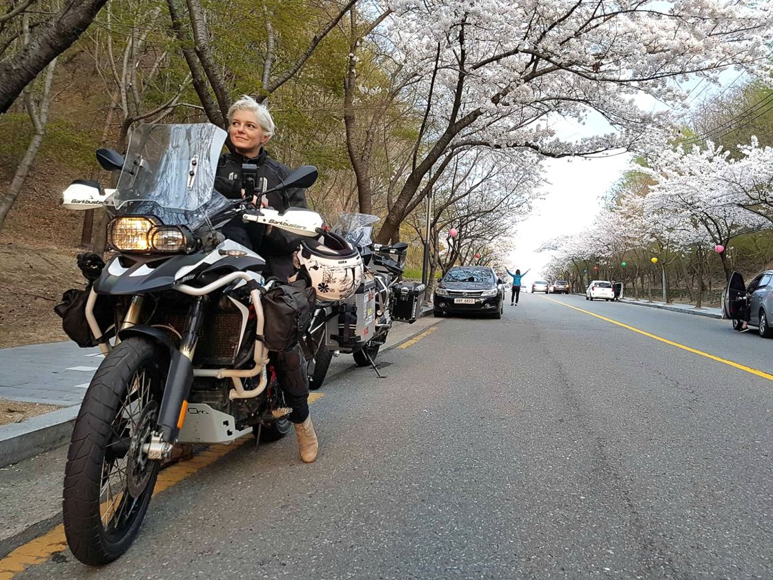The Palgong Mountain. April is the perfect month to see the cherry blossom in bloom – it was a pretty spectacular ride.