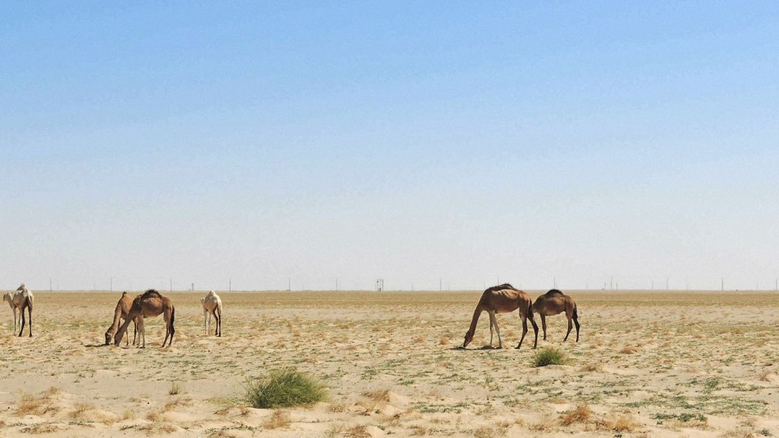 This is the only picture Bruce took in Mauritania. After this he didn't take his camera out “in case it got nicked!