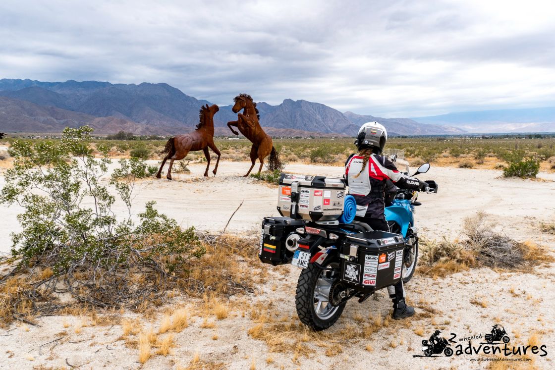 Watching the wildlife stories in Borrego Springs, California, USA
