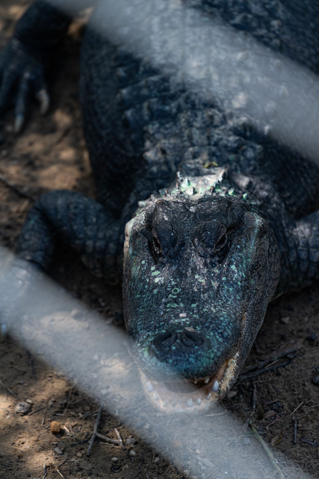 The most local inhabitants of the Taylor Bayou, the alligator.
