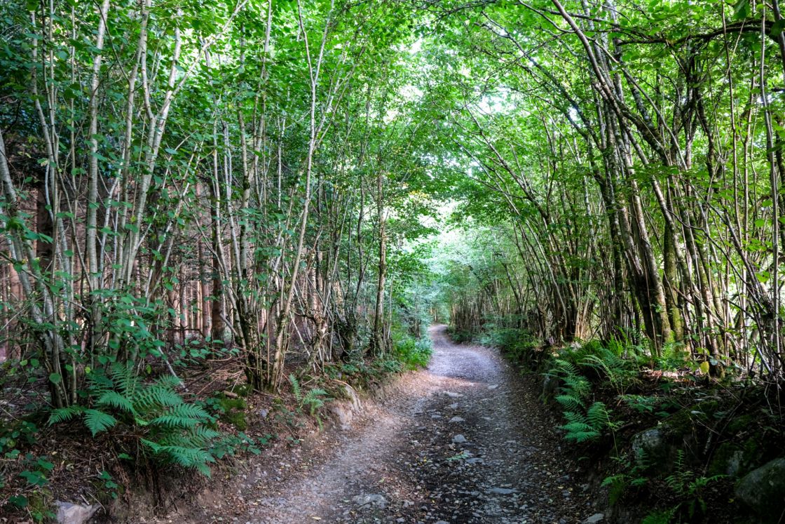 a remarkable road tucked away somewhere in the Ardennes