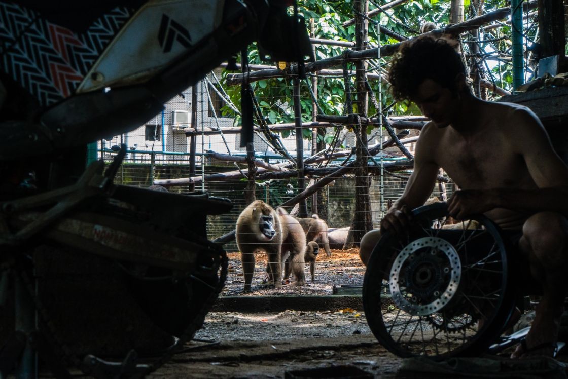 A male drill monkey inspecting my flat tire repair at Pandrillus.