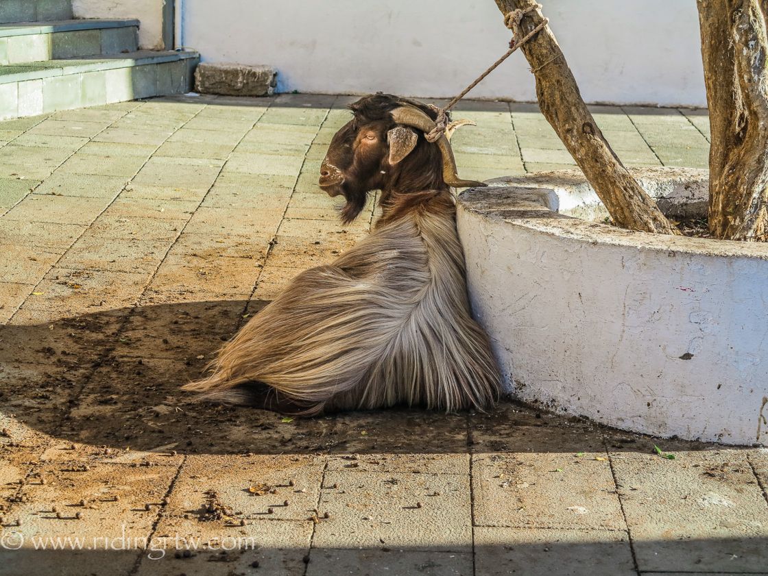 goat in Anogia, Crete