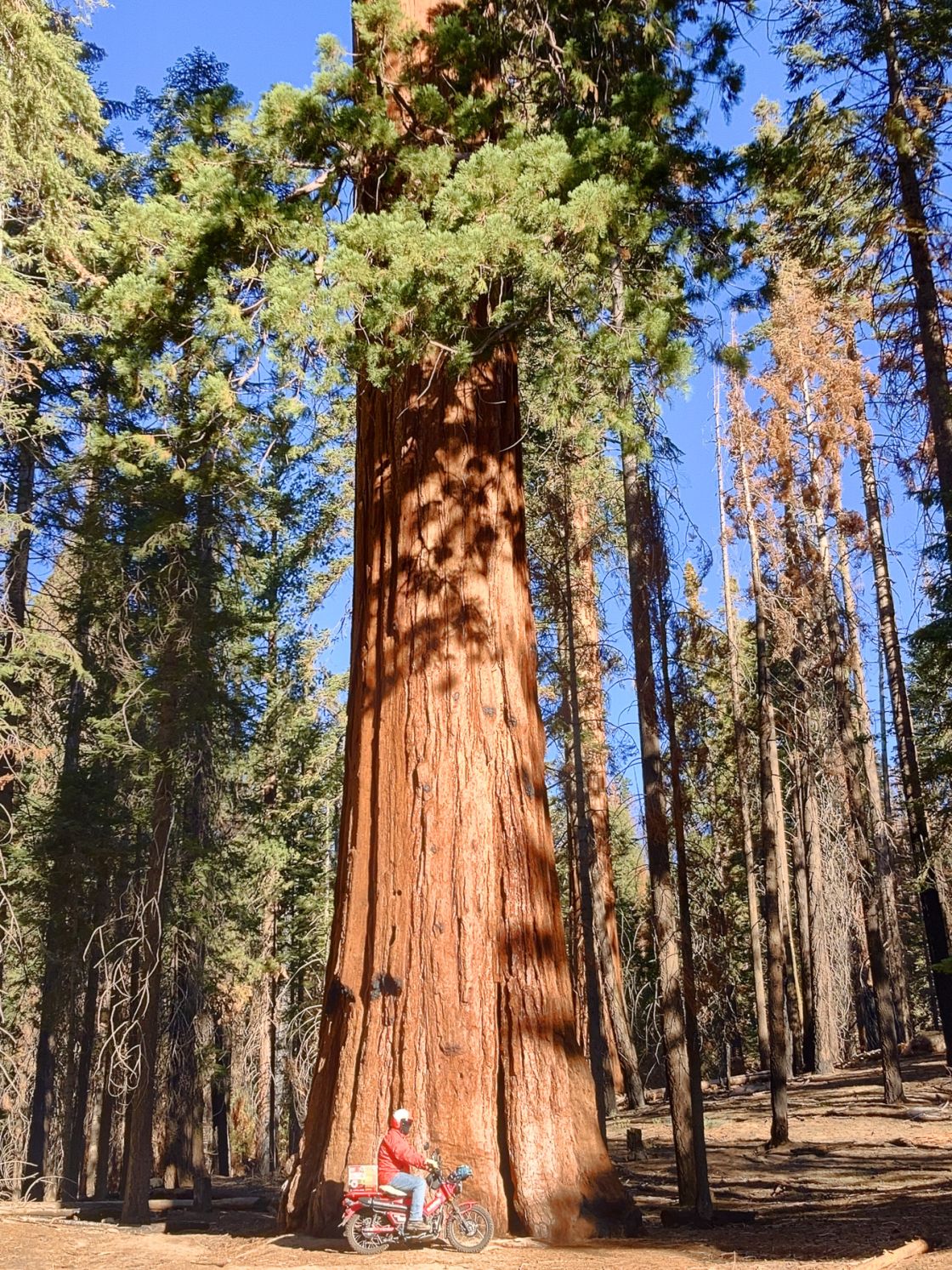 Avenue of the Giants