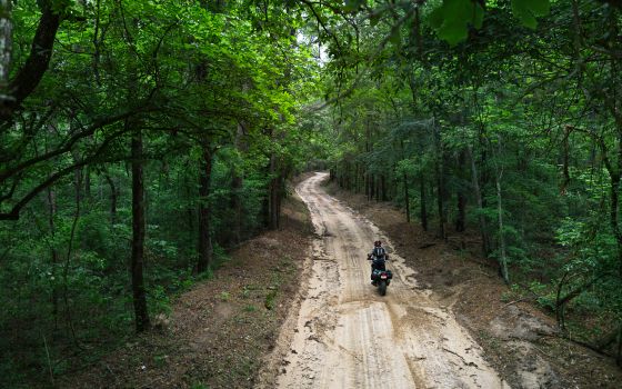 Robert Baldinger scouts for dinosaurs in the primordial forests of the Davy Crockett National Forest.