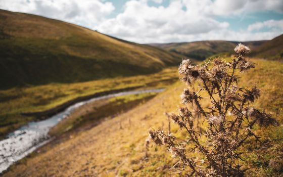 Yorkshire: Meeting bob