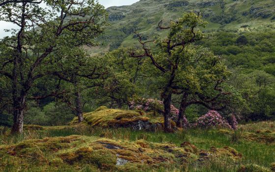 Scotland
