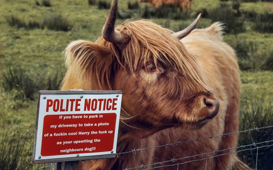 Highland cow