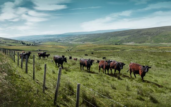 Moorland cows