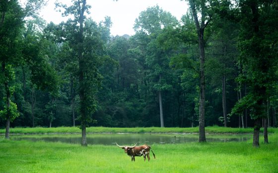 You haven’t been in Texas if you haven’t seen the Texas Longhorn.