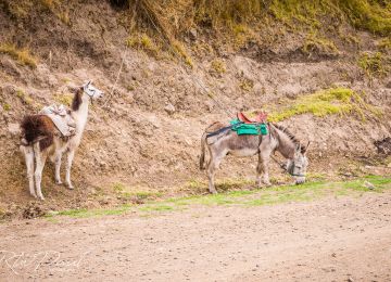 RTWPaul: The Best of the Ecuadorian Andes