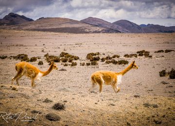 RTWPaul: The Best of the Ecuadorian Andes