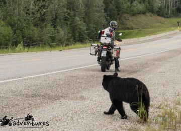 Black bears were all over AlCan highway 