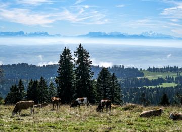 Swiss Jura and French Alps