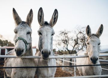 Different kind of horses