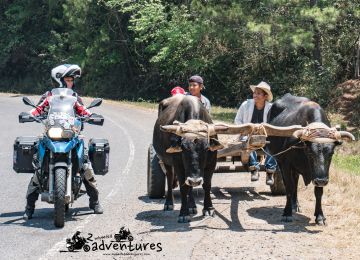 Traditional Ox-cart in Costa Rica