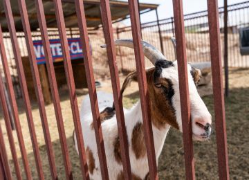 Some politicians are better than others. The mayor of Lajita is a goat.