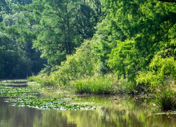 A Texas alligator is lurking in the water in the early morning sun.
