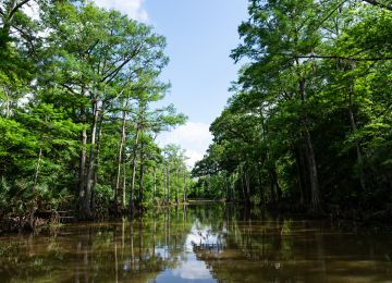 The Taylor Bayou is a vibrant habitat full of ecological treasures.