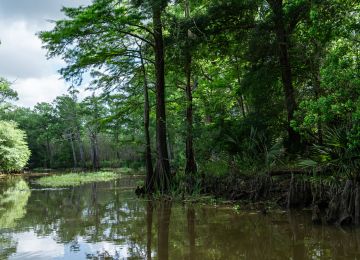 The Taylor Bayou is a vibrant habitat full of ecological treasures.