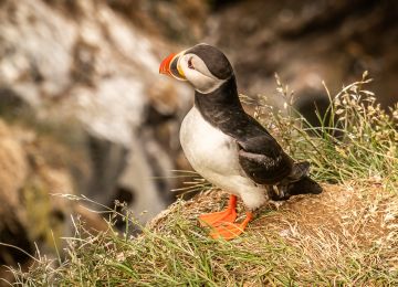 Puffins